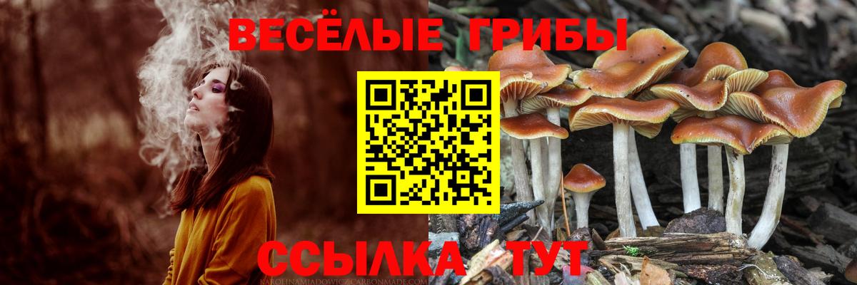 Псилоцибиновые грибы Psilocybe  Вход с VPN  Бор  Галлюциногенные грибы мухоморы 